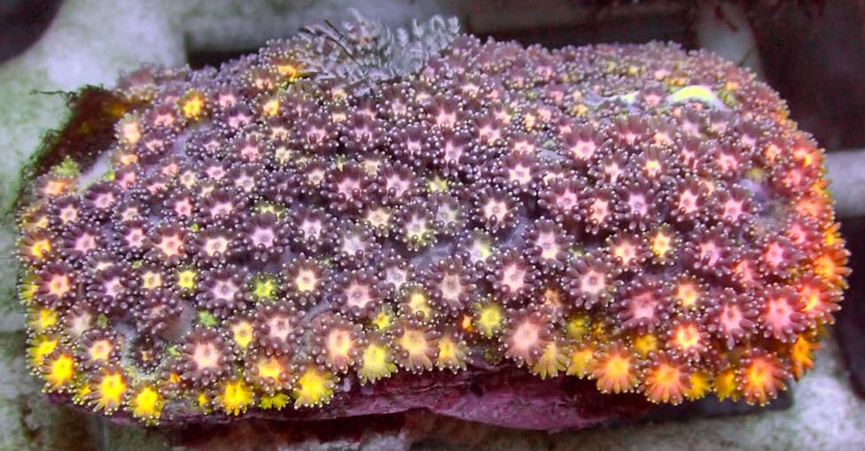 Rainbow Gonipora