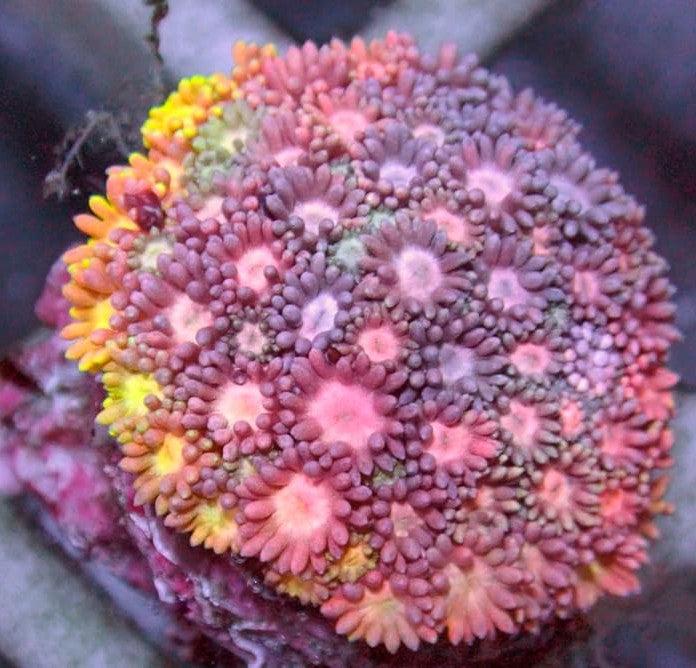 Rainbow Gonipora