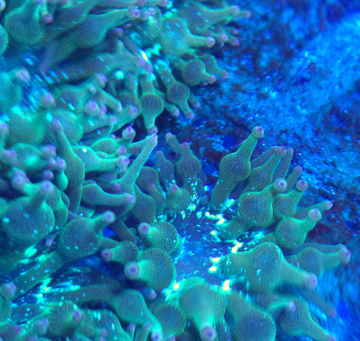 ECC Nexus Burst Joker Bubble Tip Anemone