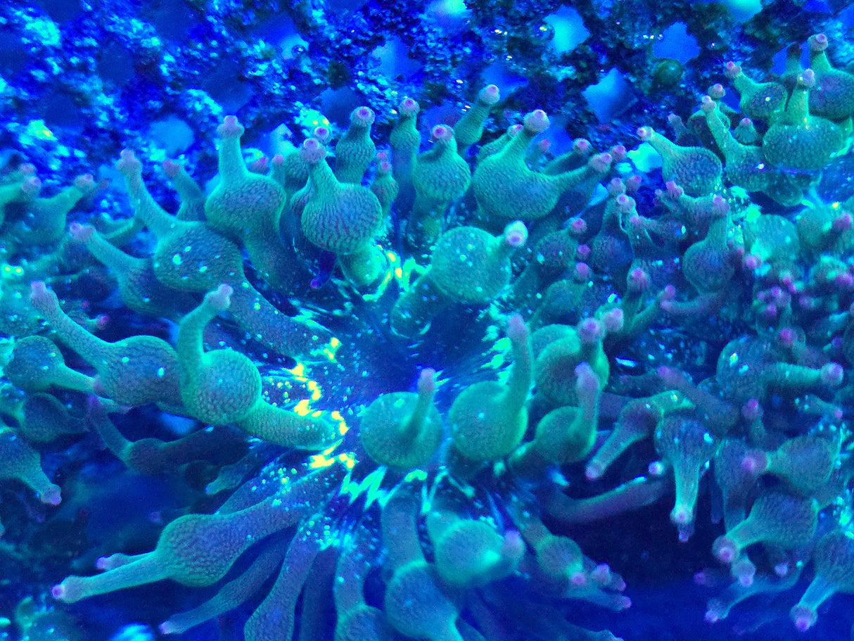 ECC Nexus Burst Joker Bubble Tip Anemone