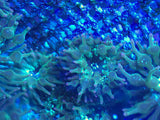 ECC Nexus Burst Joker Bubble Tip Anemone