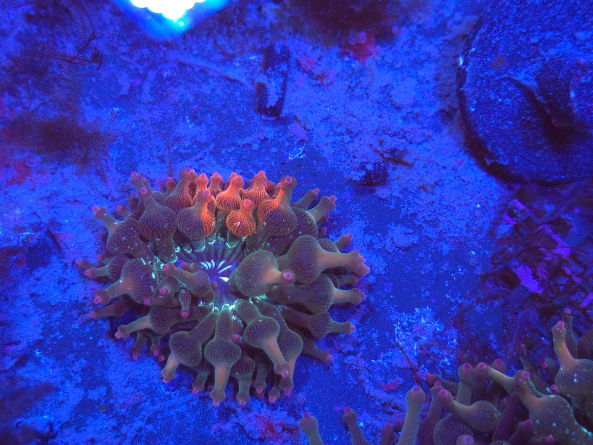 ECC Nexus Burst Premium Bubble Tip Anemone