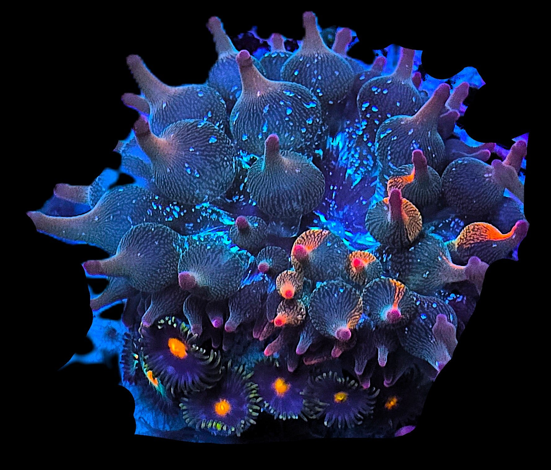 ECC Nexus Burst Anemone – UltimateCorals