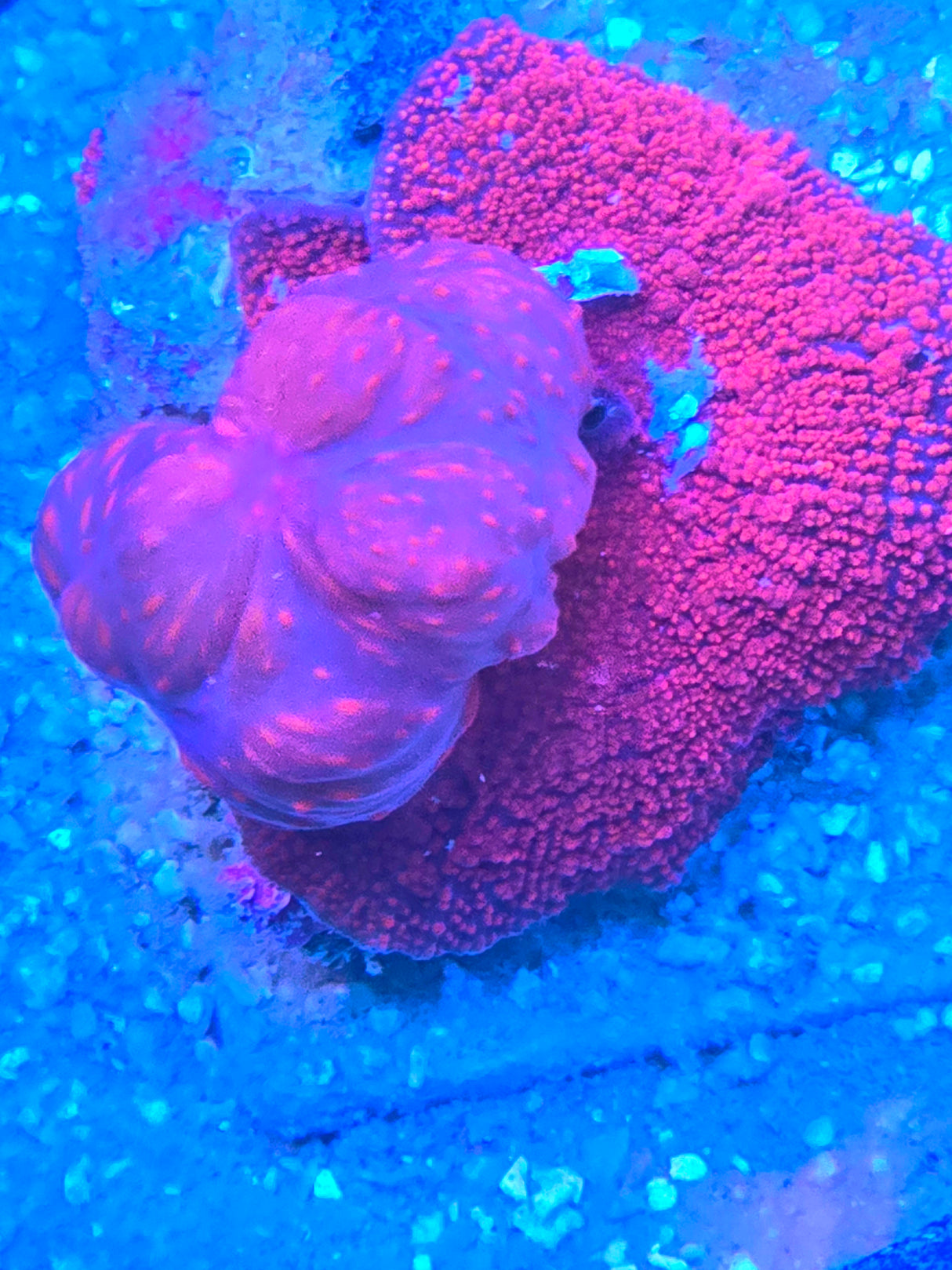 UC Cherry Bomb Bounce Mushroom