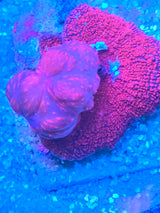UC Cherry Bomb Bounce Mushroom