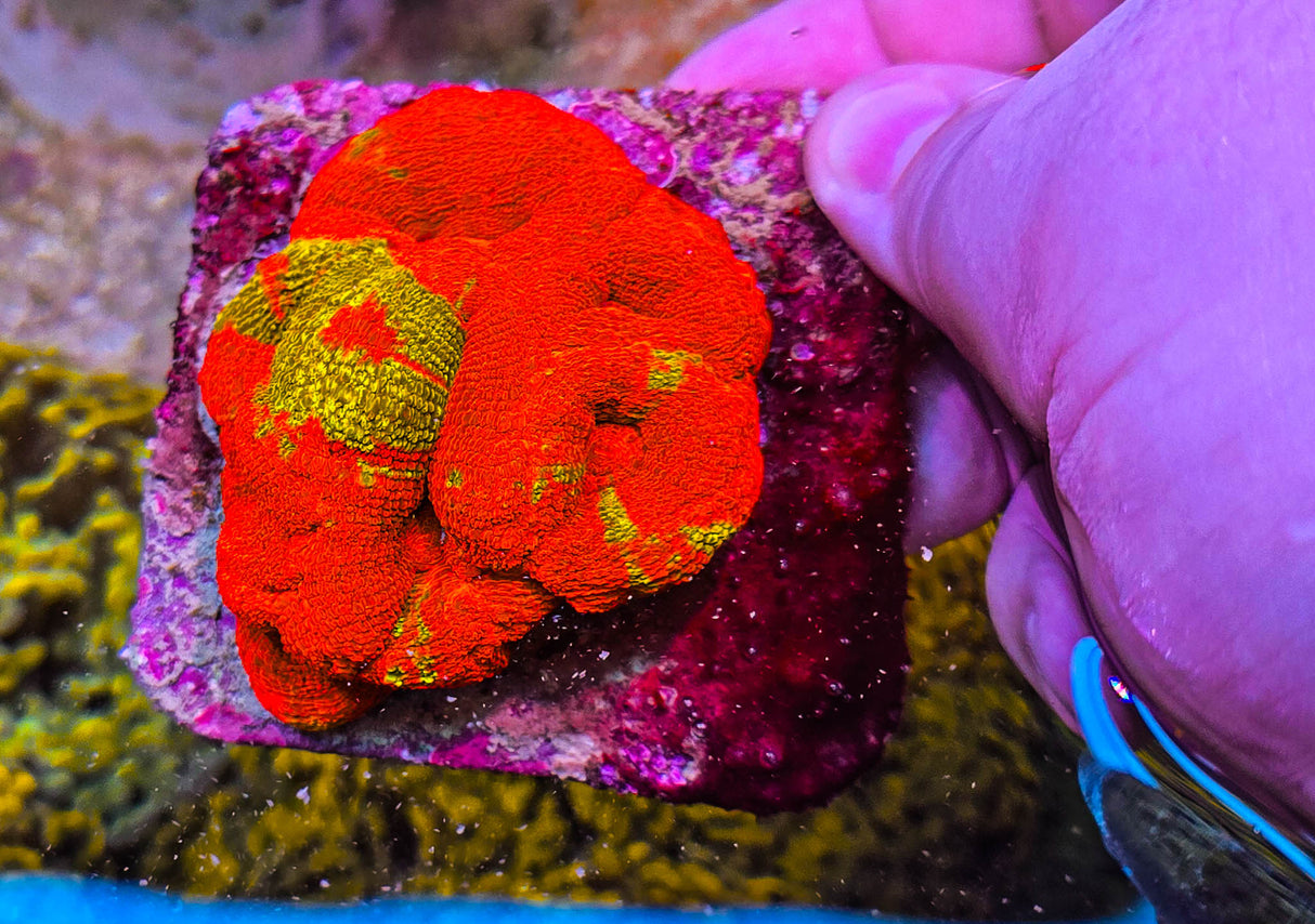 UC Golden Master Acan Bowerbanki