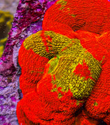 UC Golden Master Acan Bowerbanki