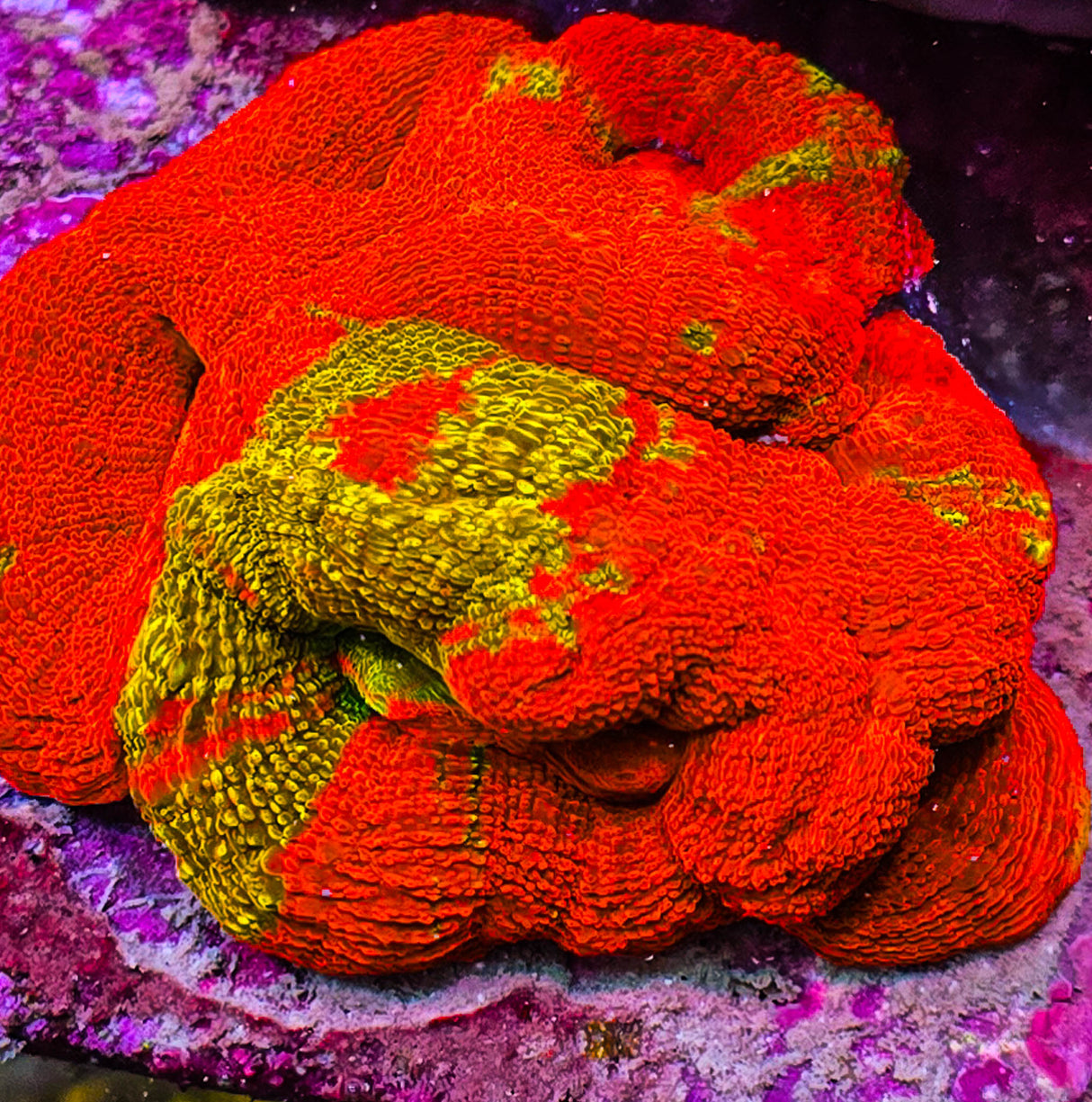 UC Golden Master Acan Bowerbanki