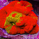 UC Golden Master Acan Bowerbanki
