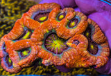 UC Dragon Eye Bowerbanki Colony