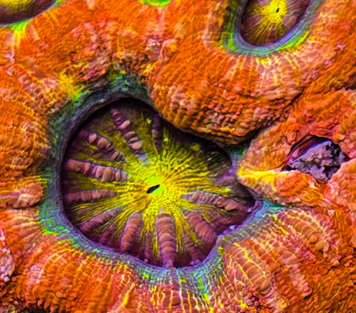 UC Dragon Eye Bowerbanki Colony