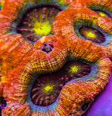 UC Dragon Eye Bowerbanki Colony