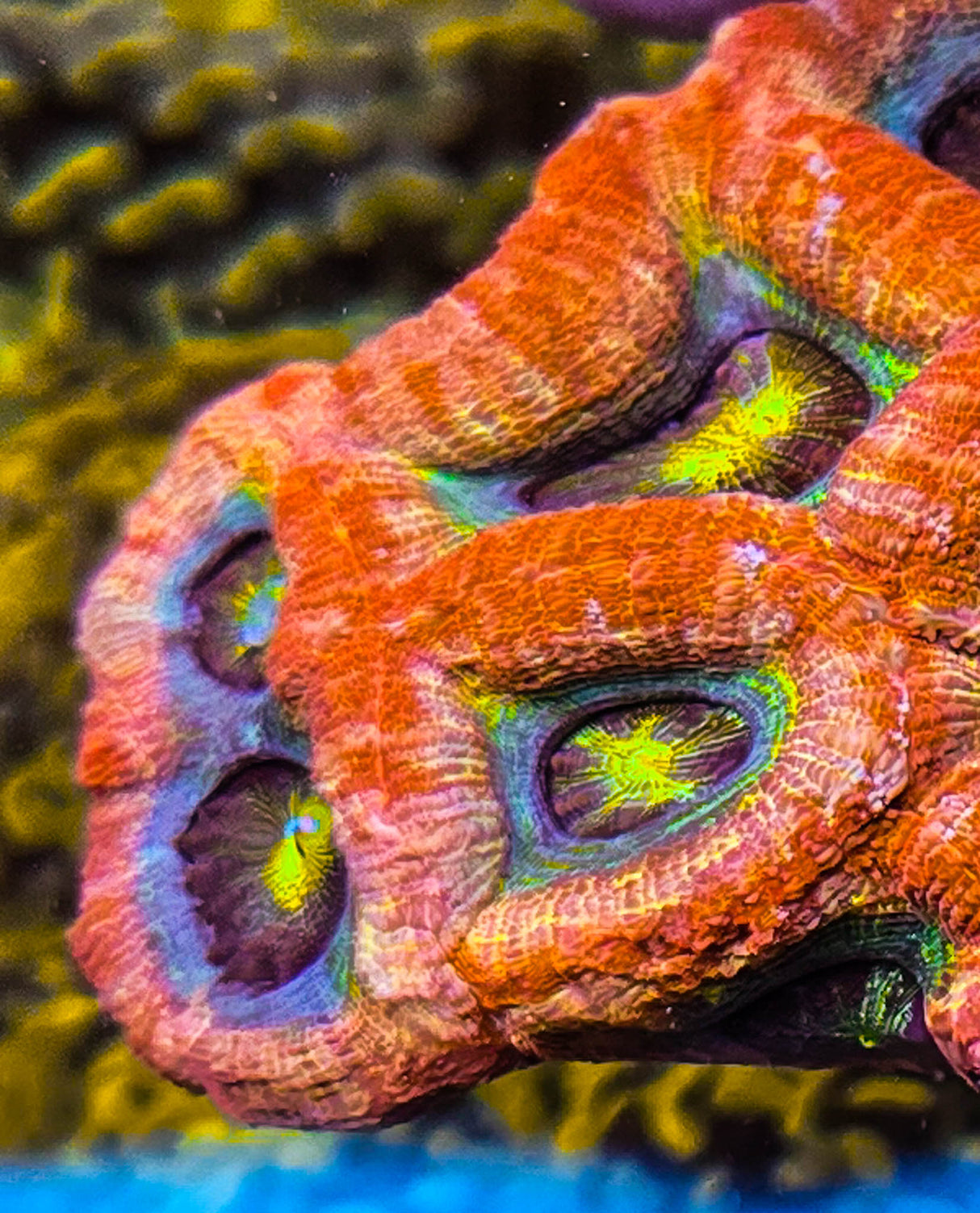 UC Dragon Eye Bowerbanki Colony