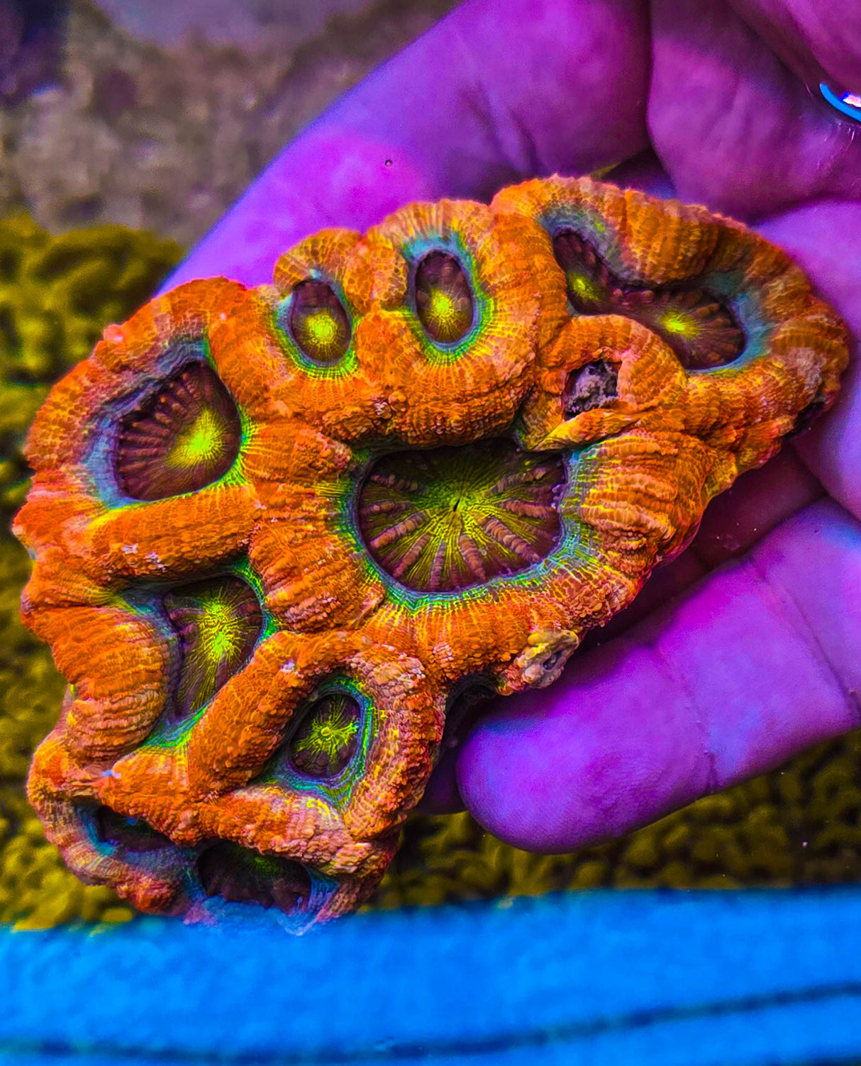 UC Dragon Eye Bowerbanki Colony