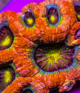 UC Dragon Eye Bowerbanki Colony