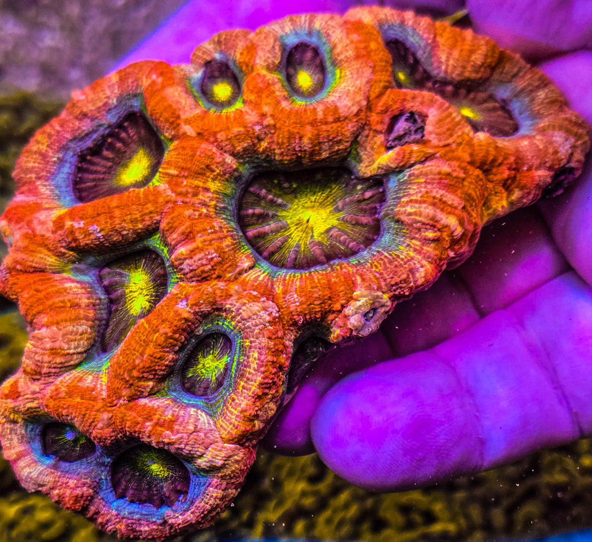 UC Dragon Eye Bowerbanki Colony