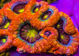 UC Dragon Eye Bowerbanki Colony