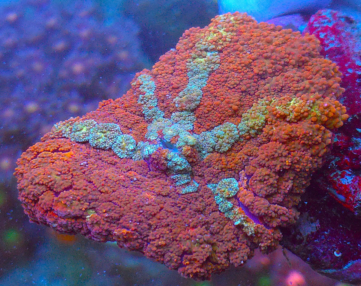 UC Red Rum Bounce Mushroom