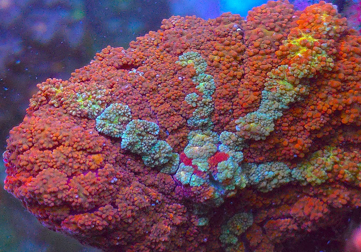 UC Red Rum Bounce Mushroom