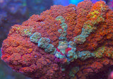 UC Red Rum Bounce Mushroom
