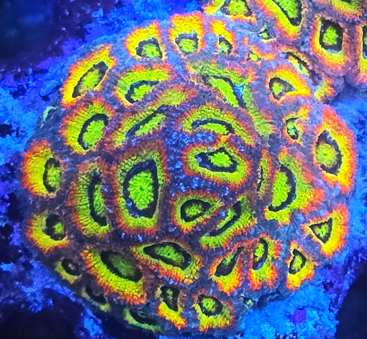 Holy Grail Micromussa Colony