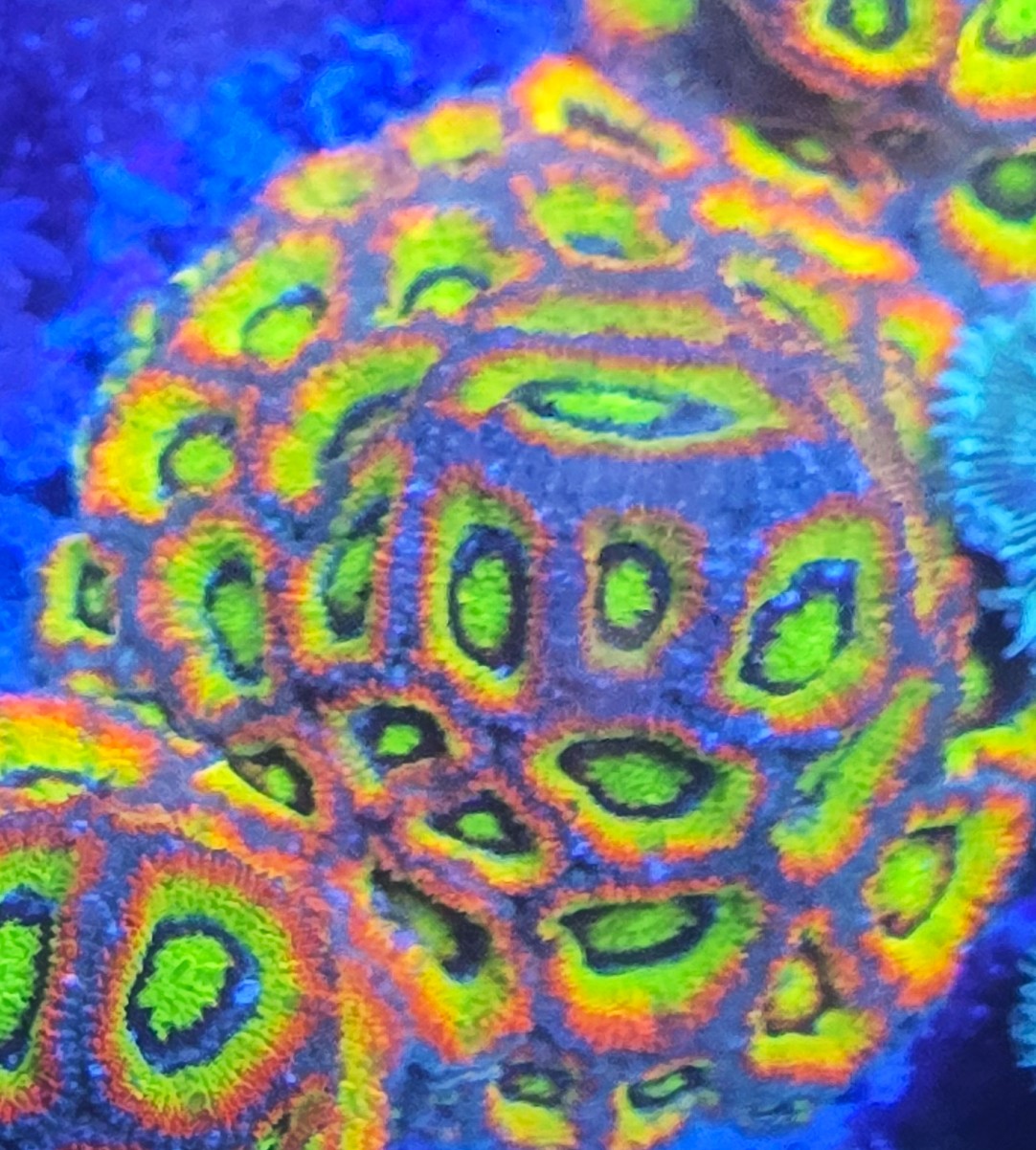 Holy Grail Micromussa Colony