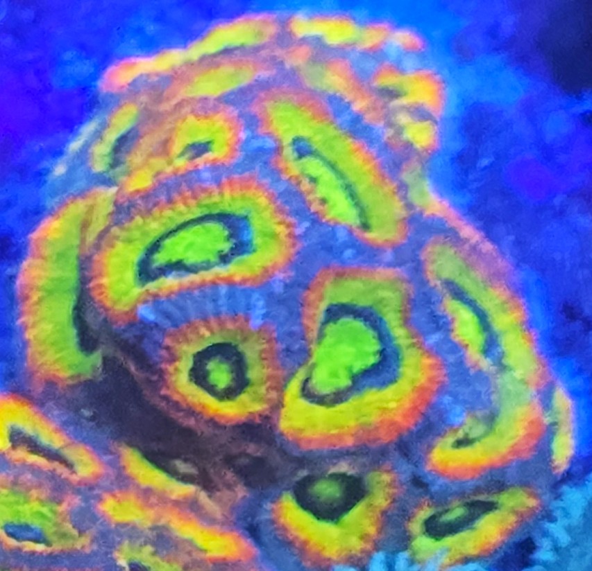 Holy Grail Micromussa Colony