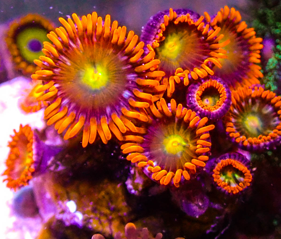 ACI Lorax Zoas