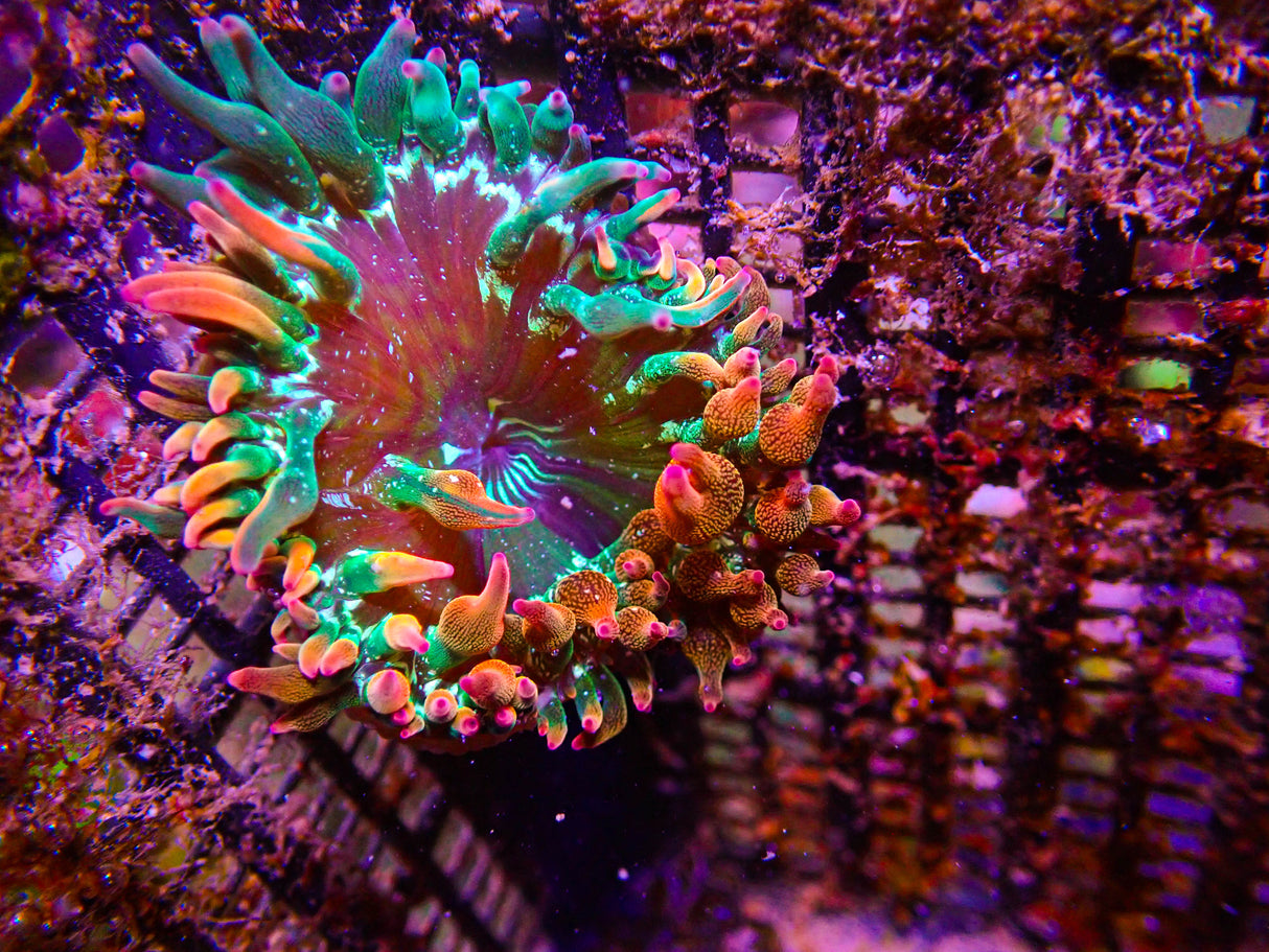 ECC Nexus Burst Premium Bubble Tip Anemone