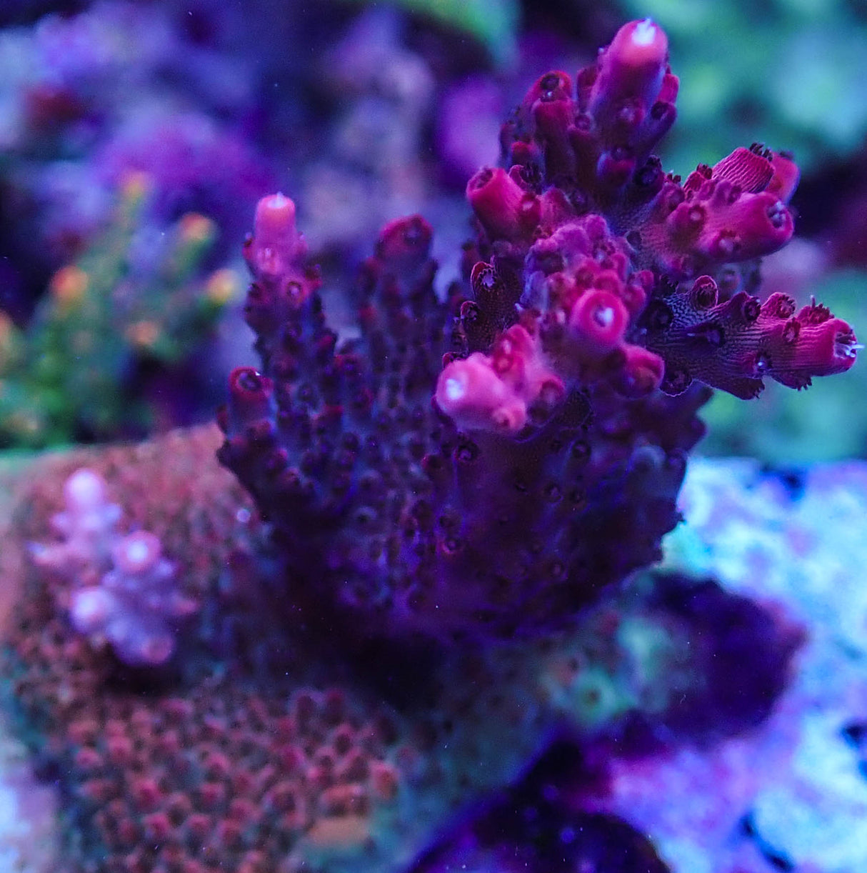 BC Fire Engine Red Acropora