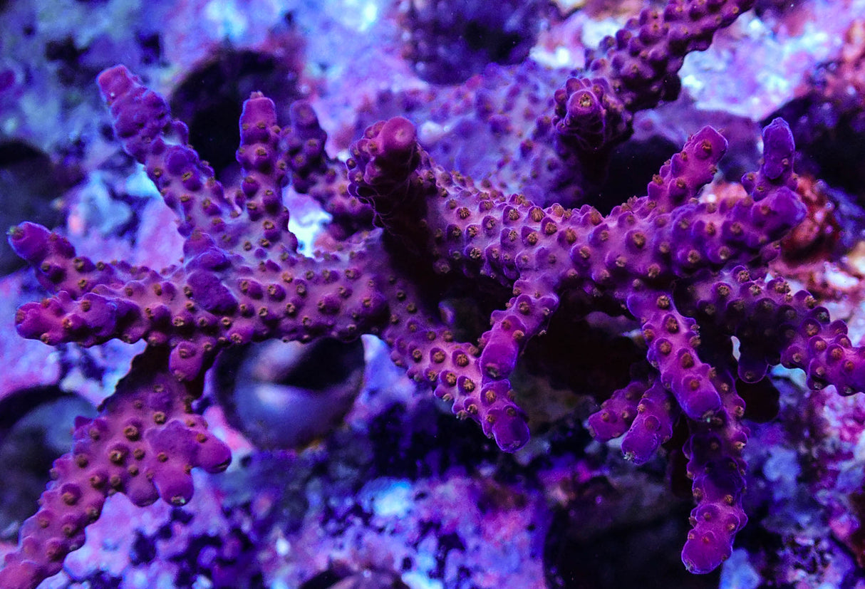 UC Pyro Acropora