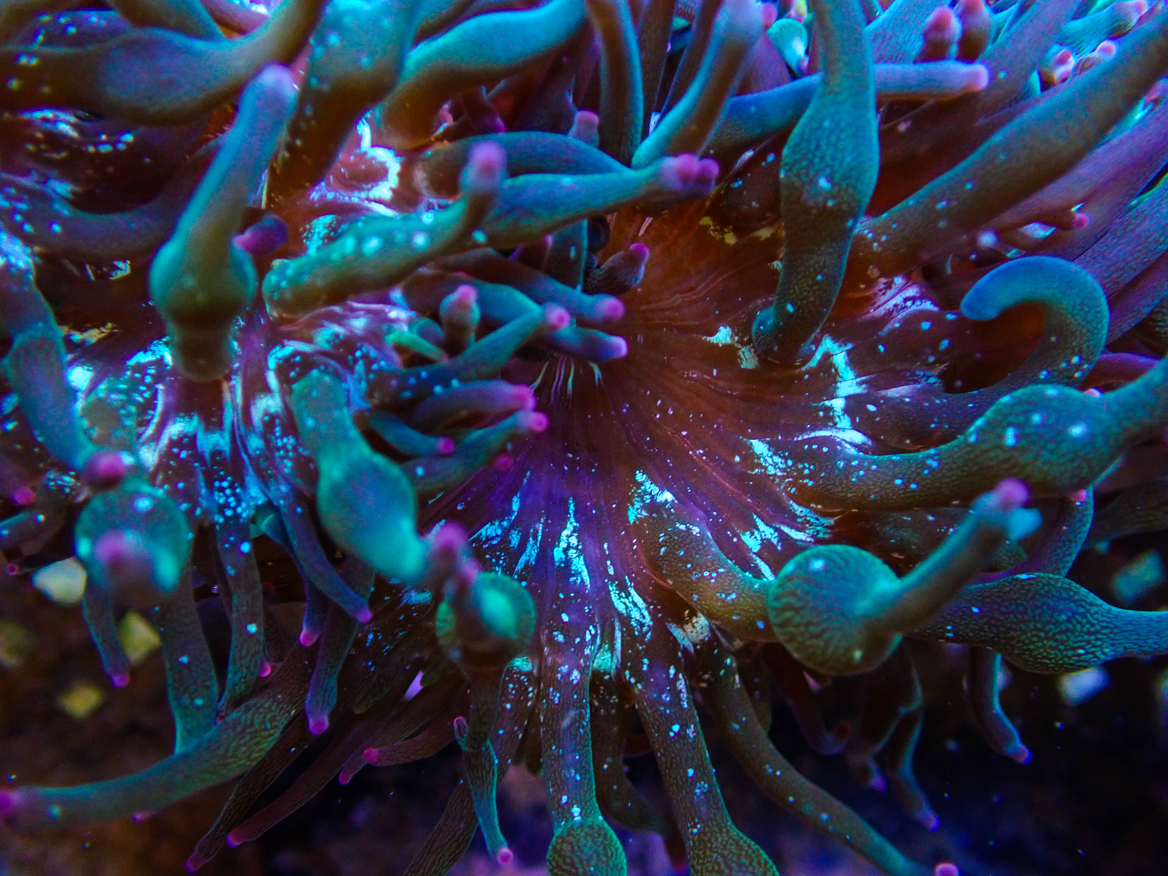 ECC Nexus Burst Joker Bubble Tip Anemone – UltimateCorals