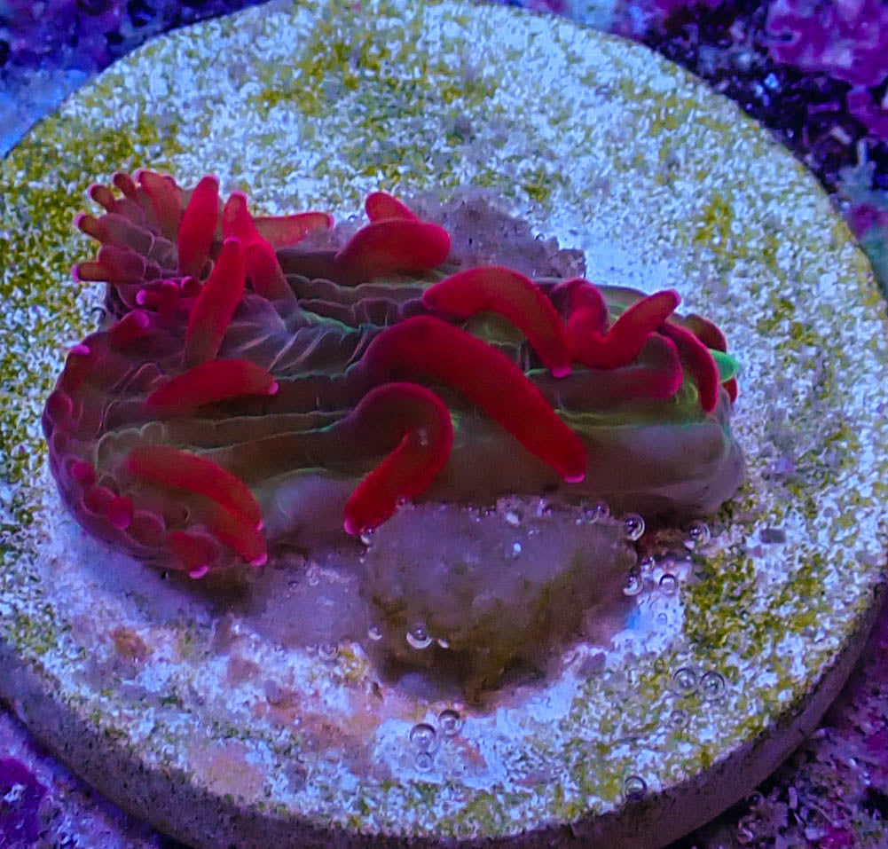 UC Dantes Inferno Diaseris Plate Coral