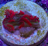 UC Dantes Inferno Diaseris Plate Coral