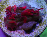 UC Dantes Inferno Diaseris Plate Coral