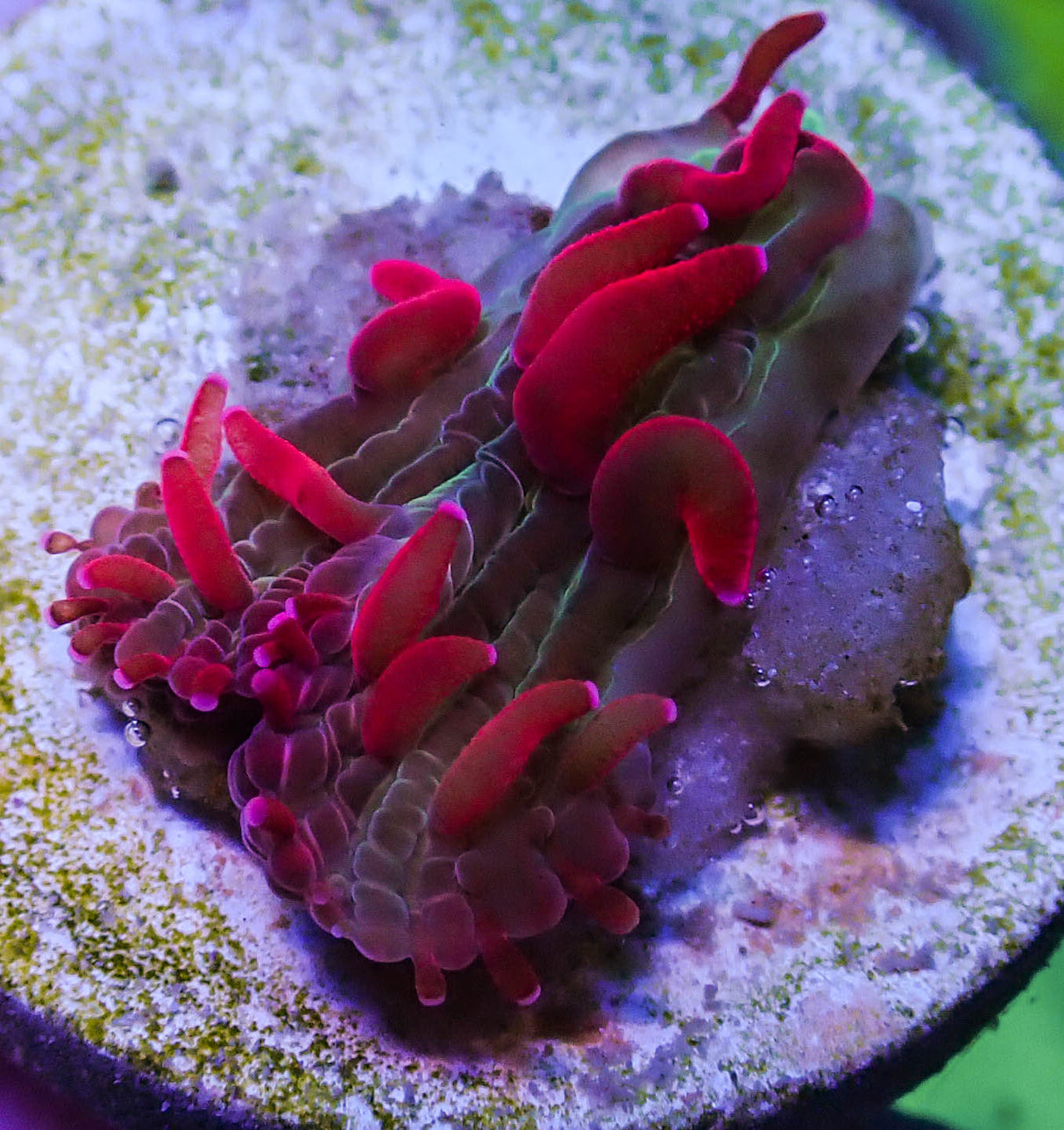 UC Dantes Inferno Diaseris Plate Coral