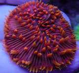 UC Flamethrower Diaseris Plate Coral