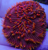 UC Flamethrower Diaseris Plate Coral