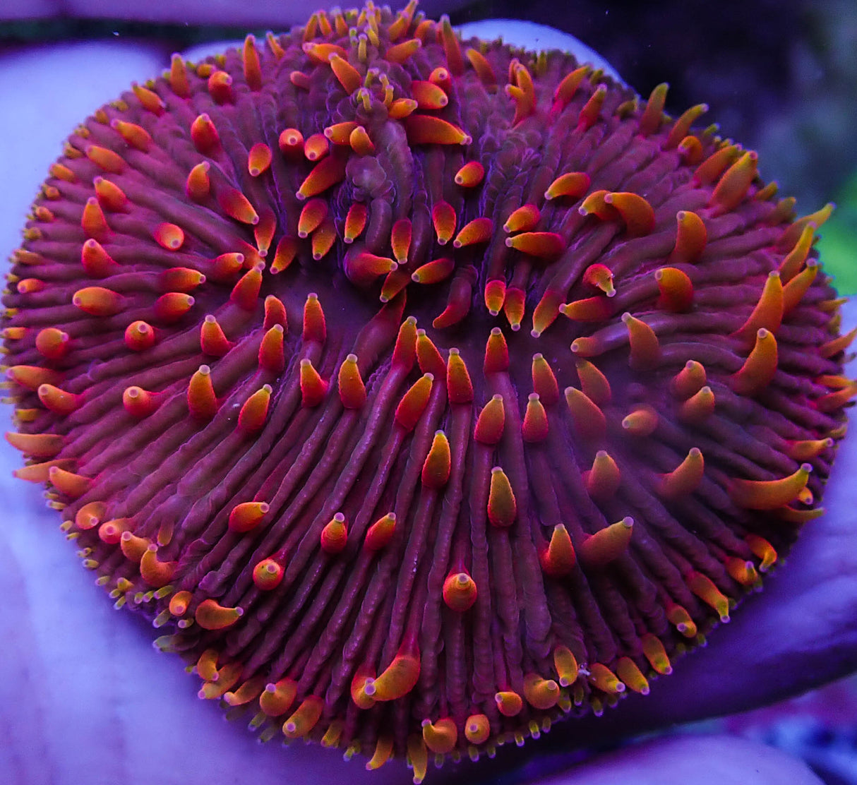 UC Flamethrower Diaseris Plate Coral