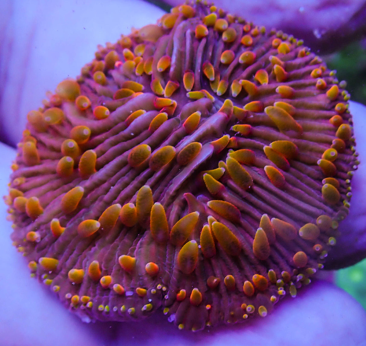 UC Rainbow Diaseris Plate Coral