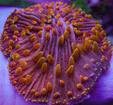 UC Rainbow Diaseris Plate Coral