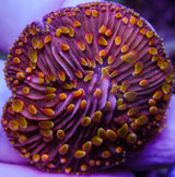 UC Rainbow Diaseris Plate Coral