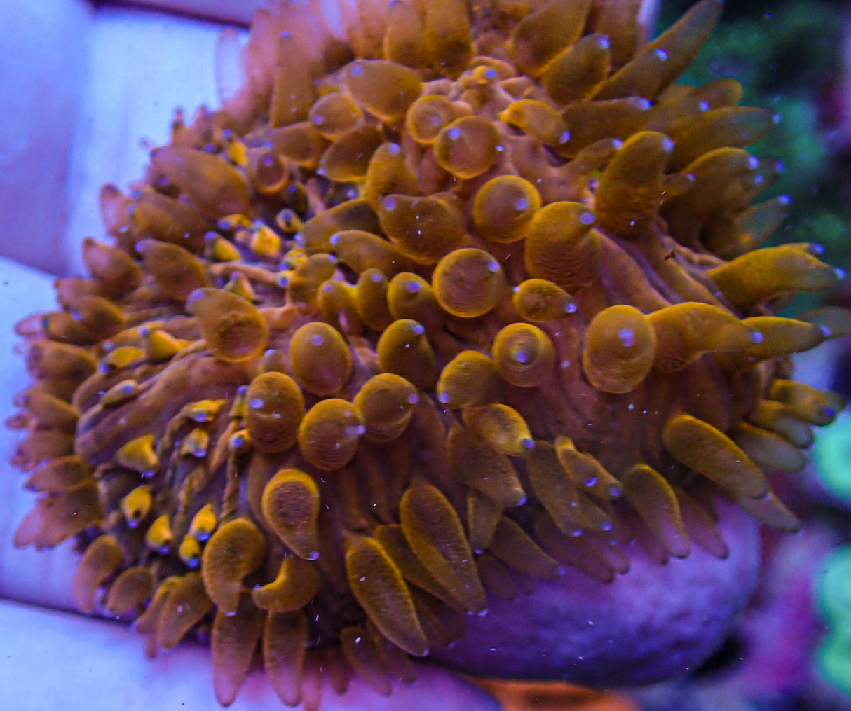 UC Tangelos Diaseris Plate Coral