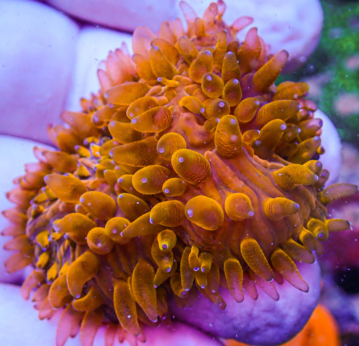 UC Tangelos Diaseris Plate Coral