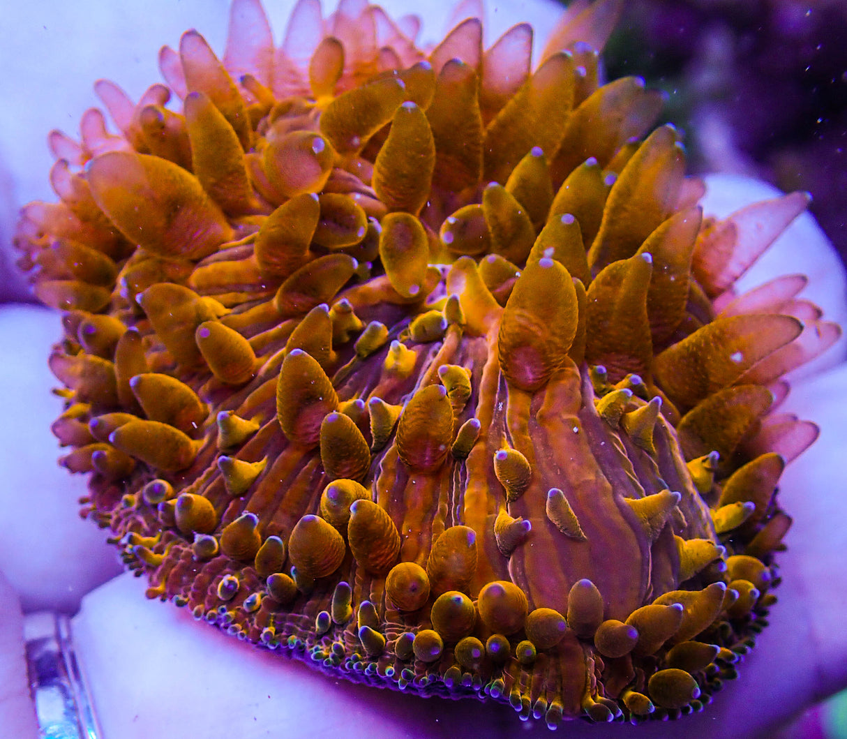 UC Tangelos Diaseris Plate Coral