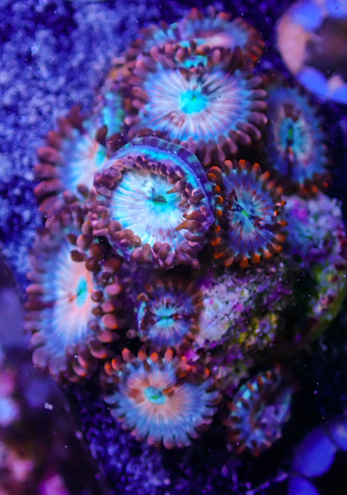 White Zombie Zoas