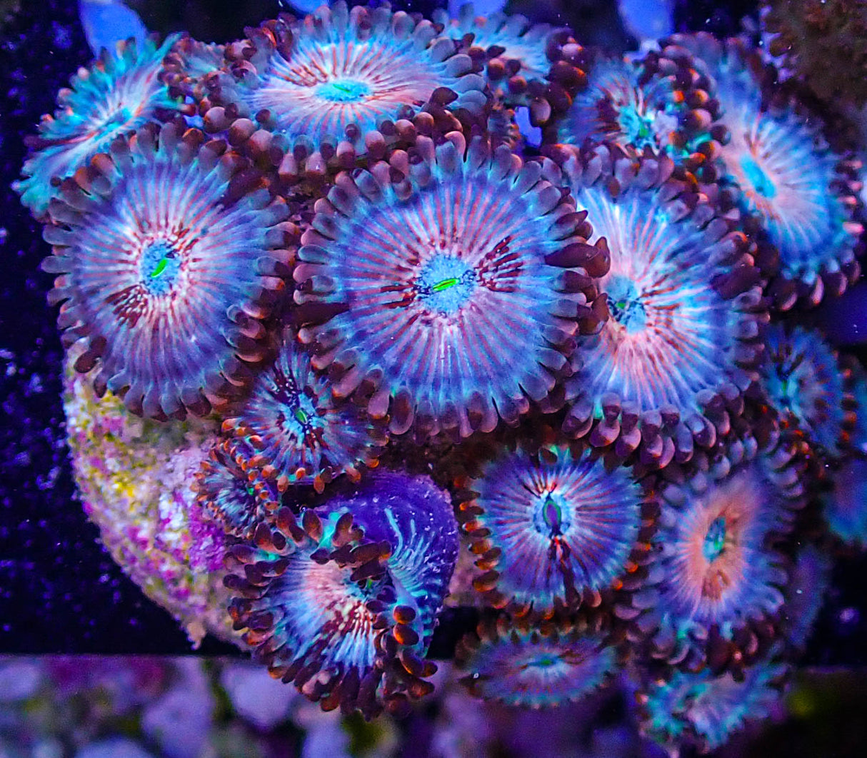 White Zombie Zoas