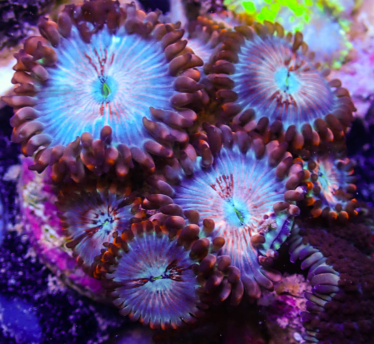 White Zombie Zoas