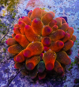 ECC Nexus Burst Premium Bubble Tip Anemone