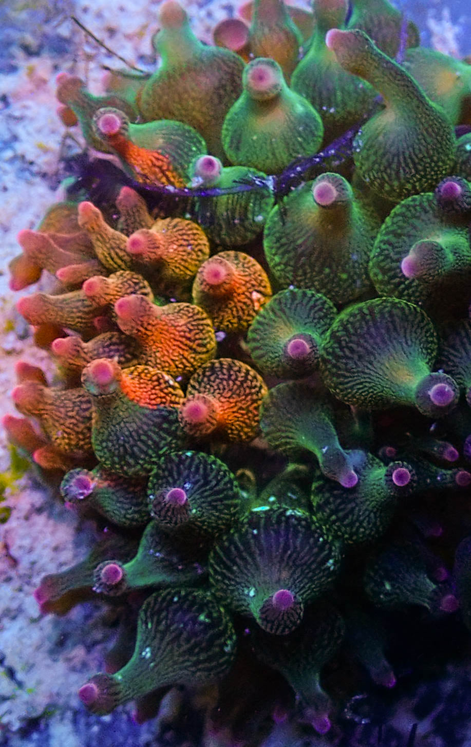 ECC Nexus Burst Premium Bubble Tip Anemone